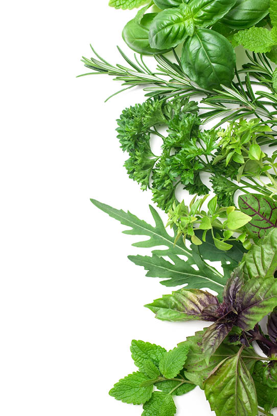 Border of assorted fresh, green herbs 