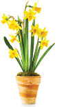 Yellow daffodils in clay pot 