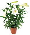 White Easter lilies in brown plastic pot 