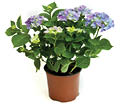 Purple hydrangea plant in a brown plastic pot 