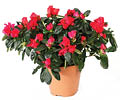 Red azaleas in brown pot 