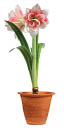 White amaryllis with red centers in clay pot 
