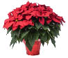 Red poinsettias in pot wrapped with red foil 