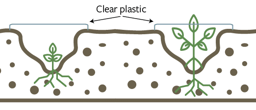 corn seedlings in trenches covered by plastic