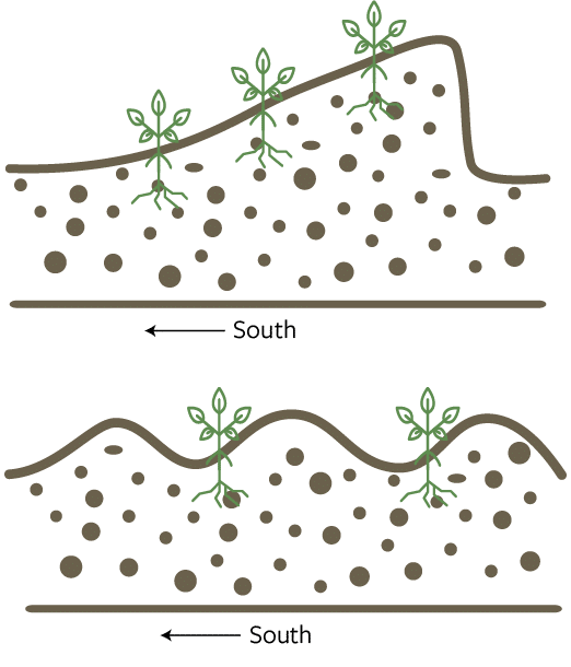 seedlings planted in sloped dirt