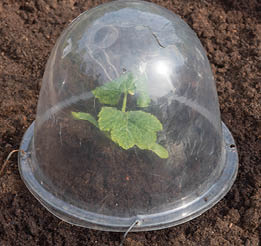 plastic cup-shaped cloche over small seedling in garden