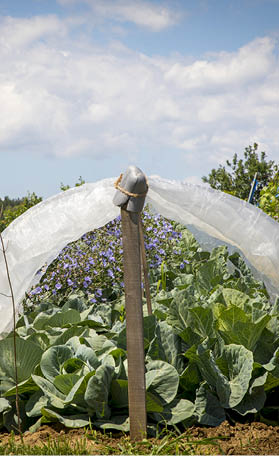 cabbages growing in a low tunnel covered by plastic