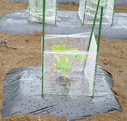 4 green stakes with plastic wrapped around them 