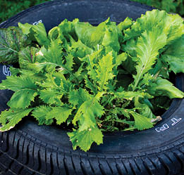 Lettuce growing in a small garden bed made from a tire and soil 