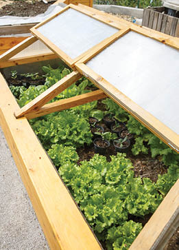 Wood bed with wood and plastic cover  Cover is raised  Lettuce plants in raised bed 
