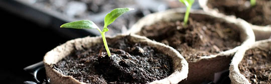 seedlings in paper pots