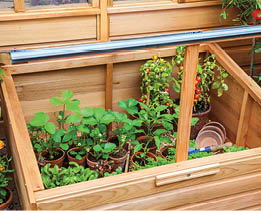 Wood hotbed with strawberry and tomato plants in pots 