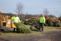 City employees chipping discarded Christmas trees 