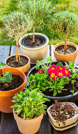 7 pots of plants including strawberry, succulents, primroses, and rosemary topiaries