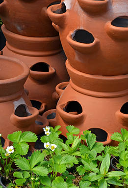 Flat of strawberry plants in front of 5 terracotta strawberry pots