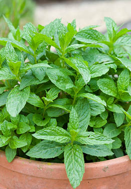 pot full of mint plants