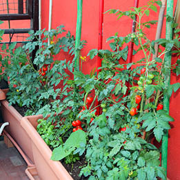 cherry tomatoes in terracotta-colored rectangular pots on a terrace