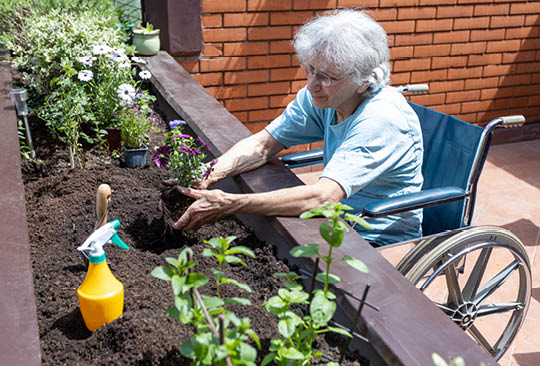 elderly woman in a wheelchair planting in a raised garden bed