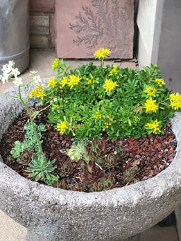 gray round cement pot with blooming perennials on a front porch