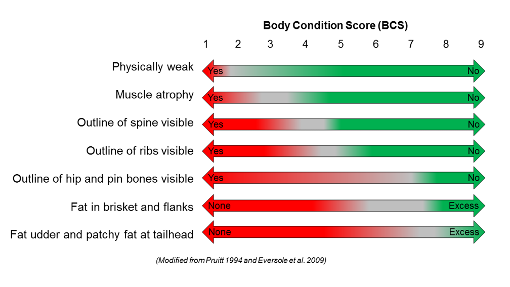 3-Step Body Condition Scoring (BCS) Guide For Range Cattle ...