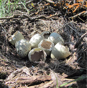 Landowner Guide to Sage-grouse Conservation in Wyoming: A Practical ...