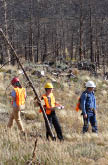 Three people in hard hats walking through dry grasses in front of burned pine trees 
