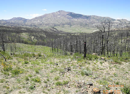 Burned trees standing in a meadow beginning to green up with shrubs  weeds  and grasses 