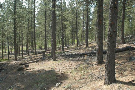 Ponderosa pine forest 