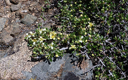 Low-growing shrub with waxy green leaves and small white flowers 