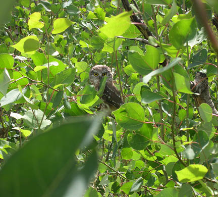 Small brown and white owl peeks out from the green aspen leaves 