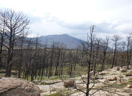 Granite rock and boulders in the foreground with burned pine trees in the background  Mountain peak in the distance 