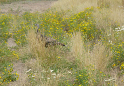 Wild turkey hides behind grasses and yellow-flowering shrubs 