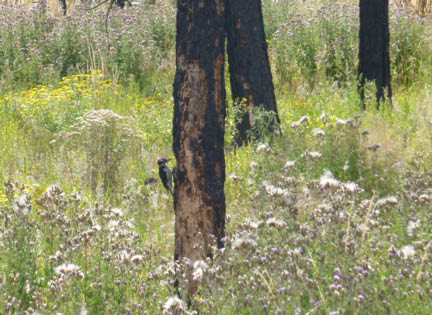 Woodpecker clings to side of burned tree trunk  Yellow and white weedy grasses surroung the trunk 