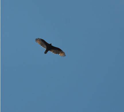 Turkey vulture soaring agains blue sky 