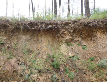 Side of a dirt embankment with tree roots exposed 