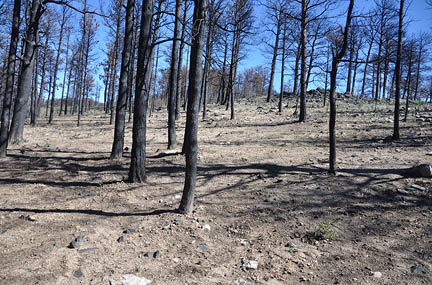 Burned  blackened pine trees stand lifeless in dry  rocky soil 