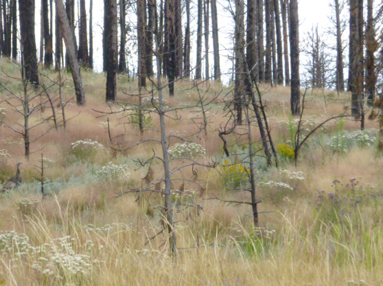 Plants and grasses growing up around burned tree trunks 