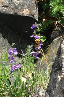A fuzzy black and yellow bee visits purple wildflowers growing among rocks 