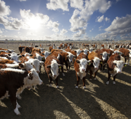 Photo of hereford cattle gathered on the plains