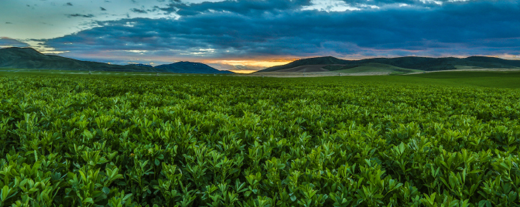 photo of alfalfa field