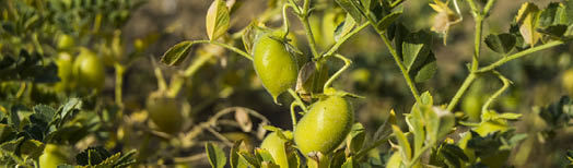 photo of dry beans on vine