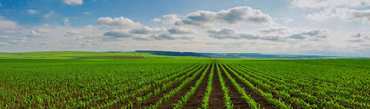 photo of irrigated corn field