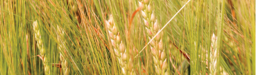 photo of organic wheat