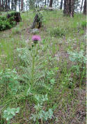A Drummond's thistle located in the woods  