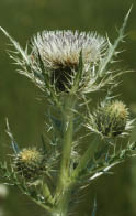 A Colorado thistle with a white flower  