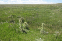 A green field with sporatic thistle plants  