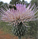 A close-up view of a Tracy's thistle with a light purple and white flower tip with an insect on it  