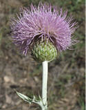 A close-up view of a Wavyleaf thistle with a light purple flower head  