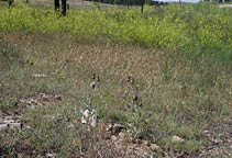 Wavyleaf thistles in a field of various other plants  