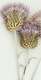A dried wavyleaf thistle placed on a white background  